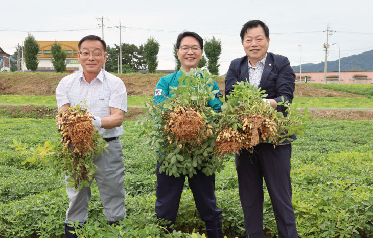 고창군 대성농협 땅콩수확 시연회(2)