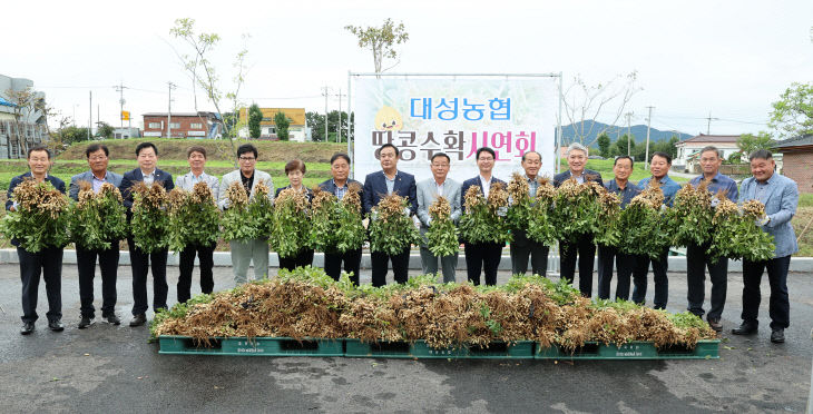 고창군 대성농협 땅콩수확 시연회