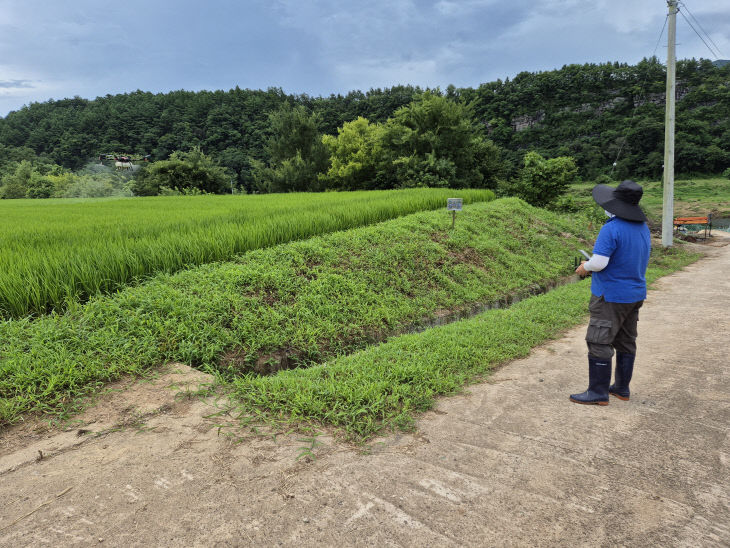 벼 드론방제(입암면)