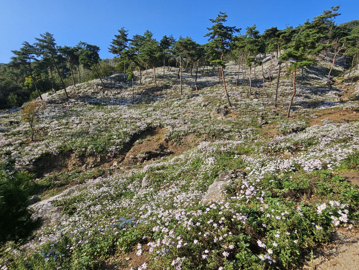 구절산 구절초 꽃