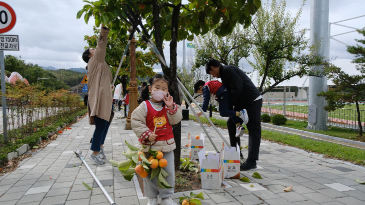 1. 감나무 가로수 감따기 행사(2)