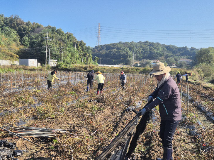 금왕읍 일손돕기 사진(고춧대 정리 작업)