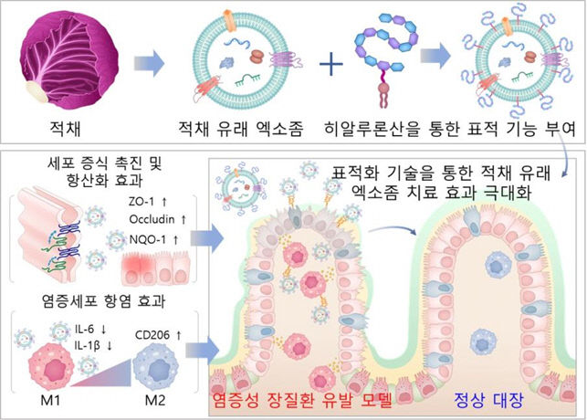 졷