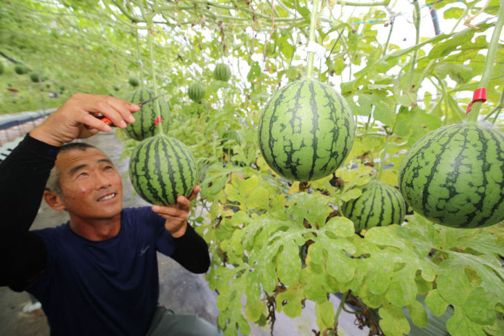 산청 애플수박 수확