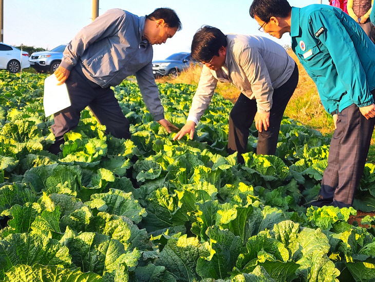 농촌진흥청장, 고창군 배추, 무 재배농가 방문(2)