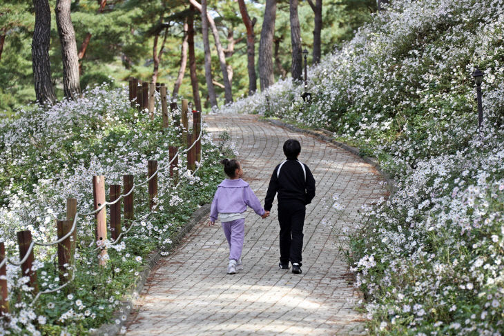 공모사업 선정으로 5억원 확보(구절초) (3)