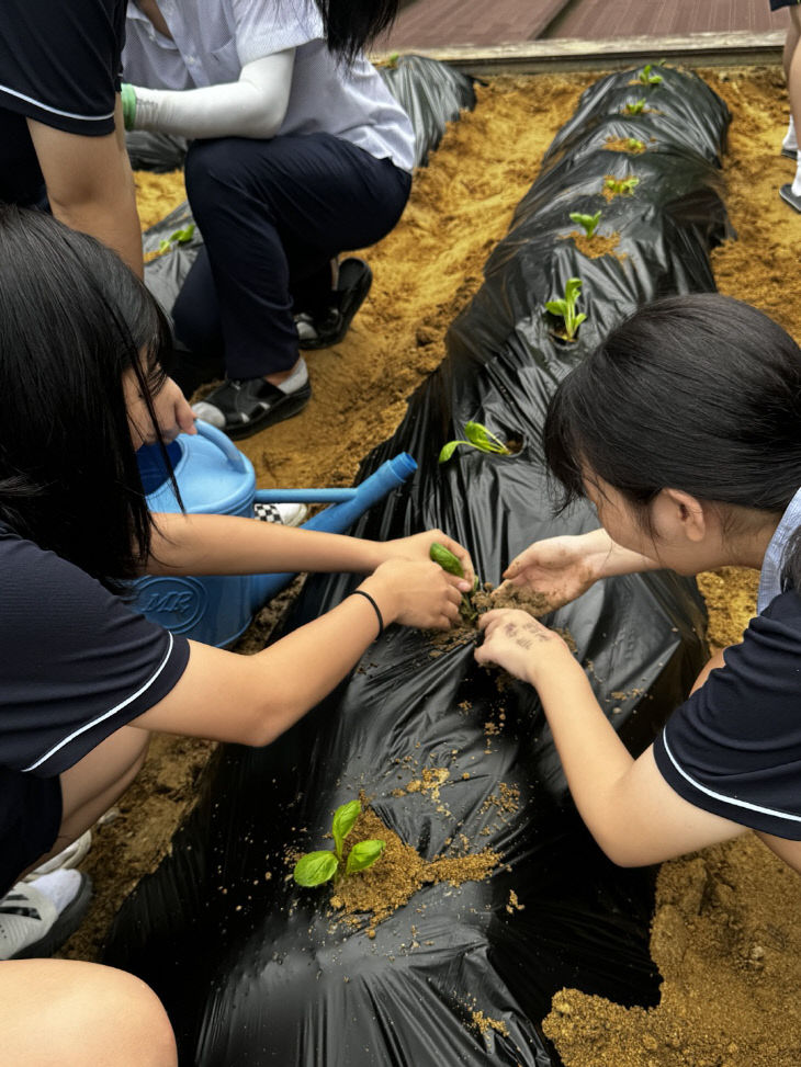 4-H 텃밭 모종 심기 활동(성덕중학교)