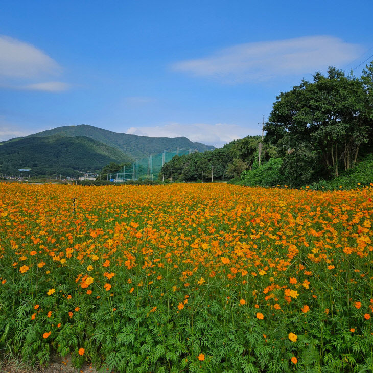 고창 꽃정원 가을(2)