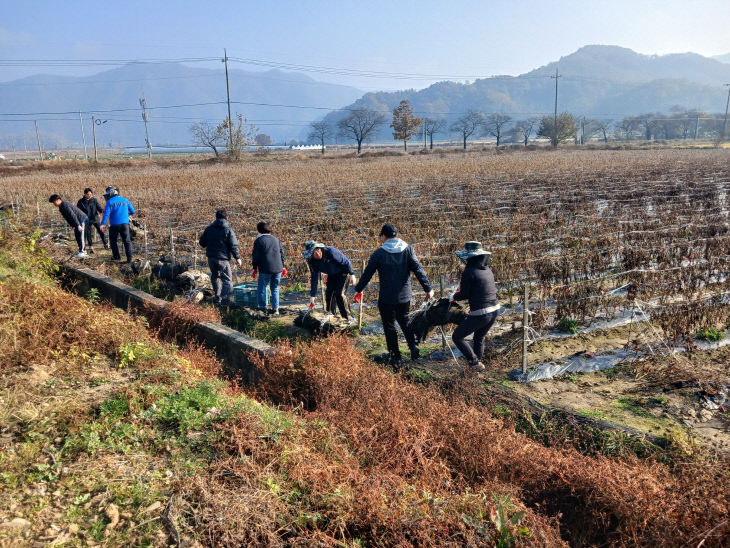 농업기술센터 일손봉사 (2)