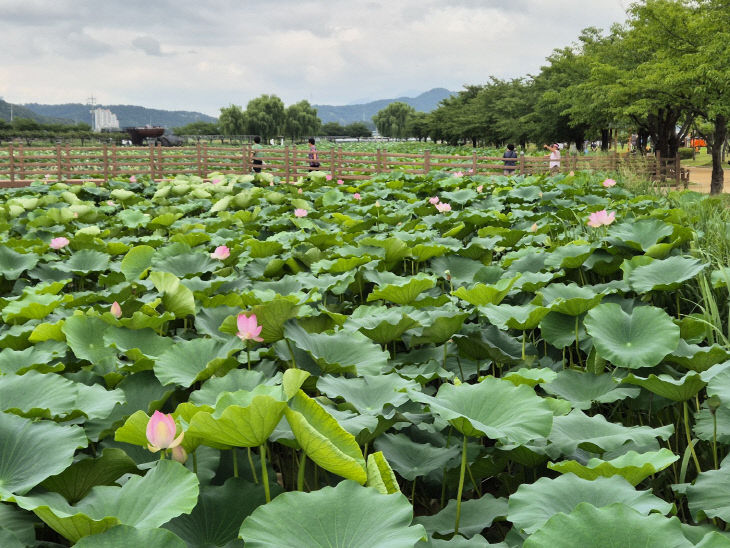 2._지산샛강1