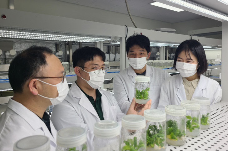 섬장대 증식기술 이전