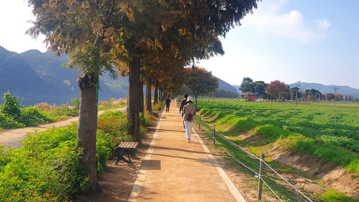 창녕군 유채맨발 산책로 황톳길에서 건강찾기1