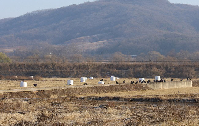 경기도북부야생동물구조관리센터, 5월 구조된 천연기념물 독수