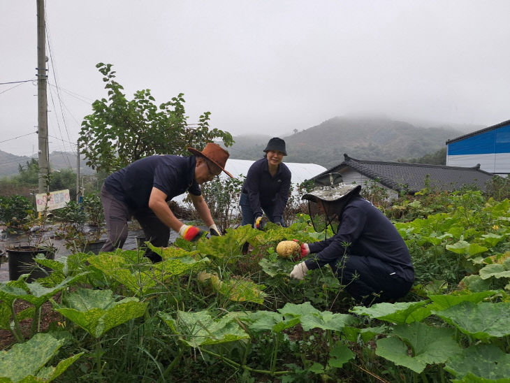 농촌에서 미리 살아보기_깻잎 따기