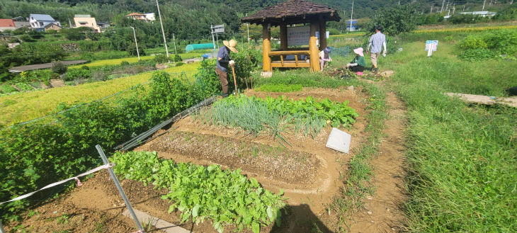 공영 텃밭