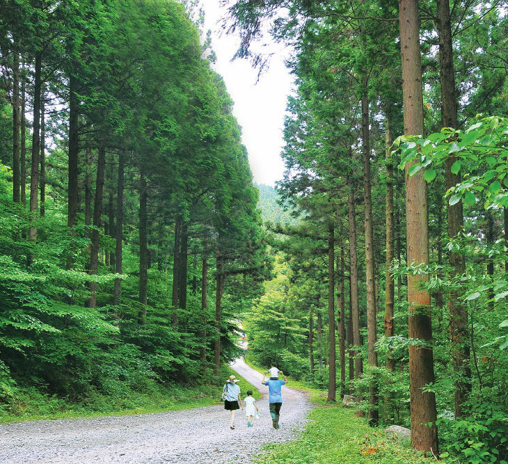 축령산 편백숲