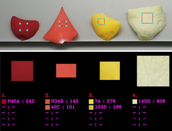 3. (색채영상분석 프로그램) 꽃잎사진을 찍어 색상 판별