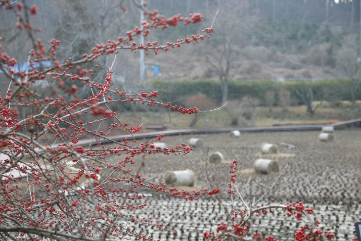 습지낙상홍