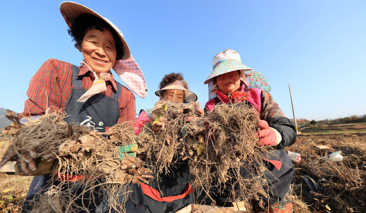 삽주 수확