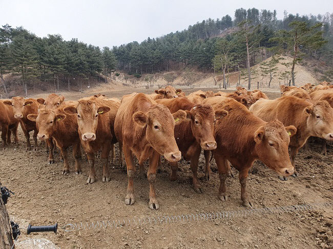 경기도, 경기한우 명품화 사업비 대폭 증액으로...한우산업 위