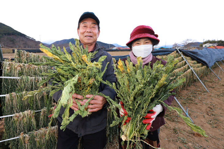 산청 단성면 시래기 수확 (1)