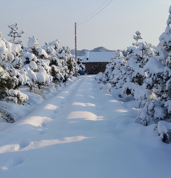 1. 한국에서 맞이한 겨울, 내가 사랑