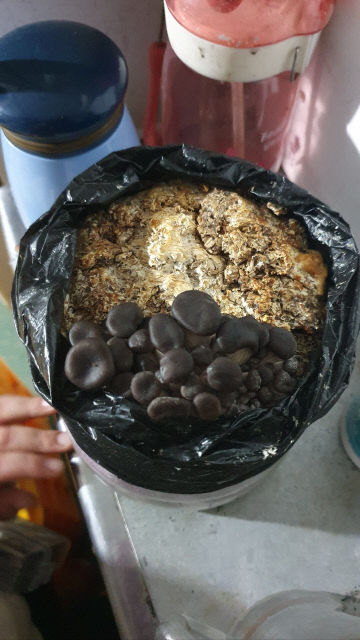 1. 버섯키우기1-1