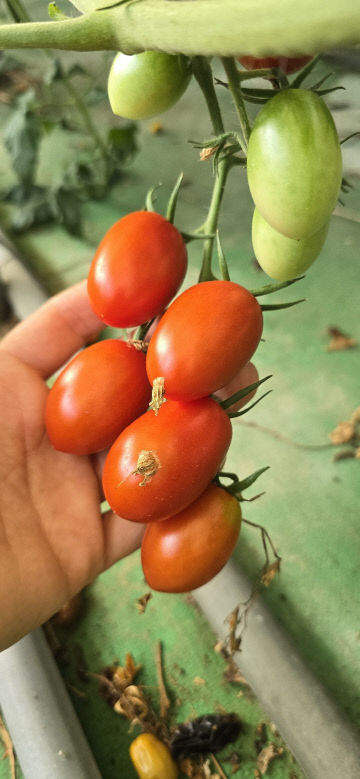 토마토, 농부의 손끝에서 피어나는 자연의 예술2(디요라)