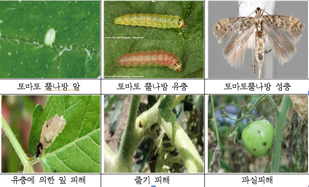 토마토뿔나방에유충및피해사진