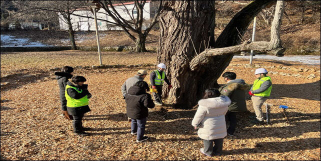 0225 구리시 아천동 은행나무 수령 931년으로 밝혀져(4)