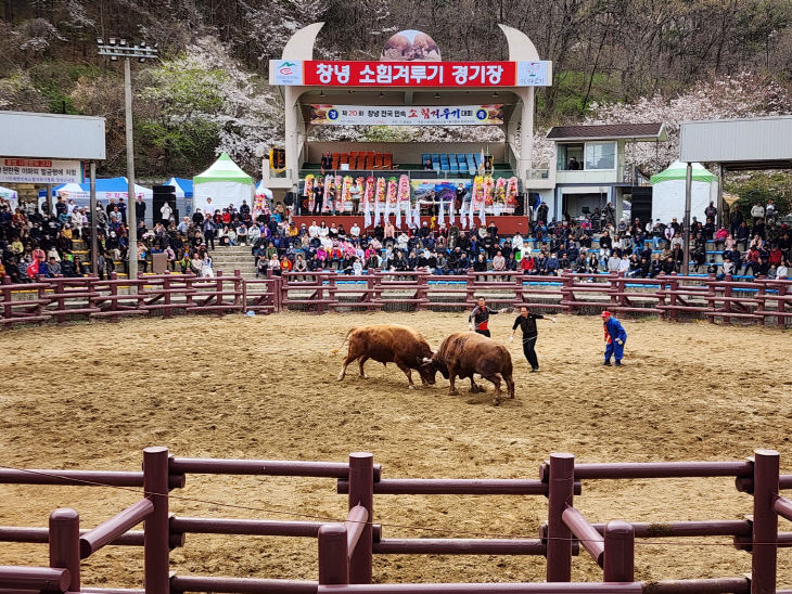 창녕군 제21회 전국소힘겨루기대회 홍보1