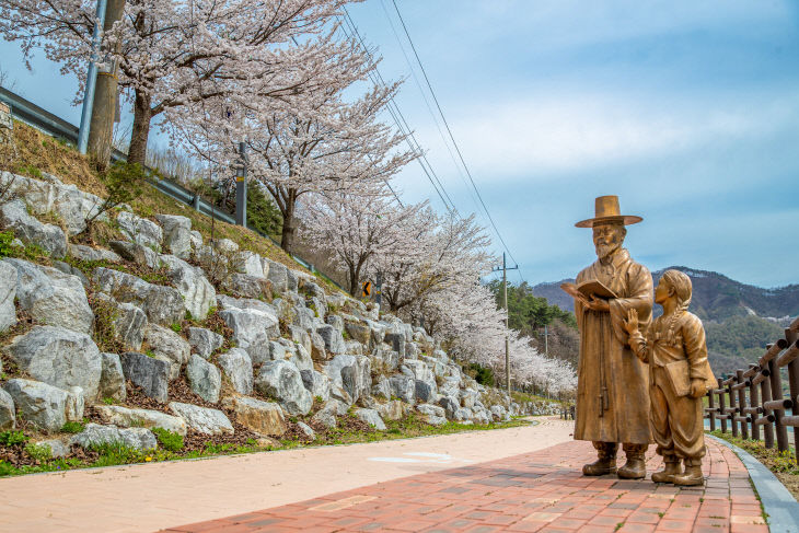 증평군 삼기저수지 등잔길 벚꽃 (3)