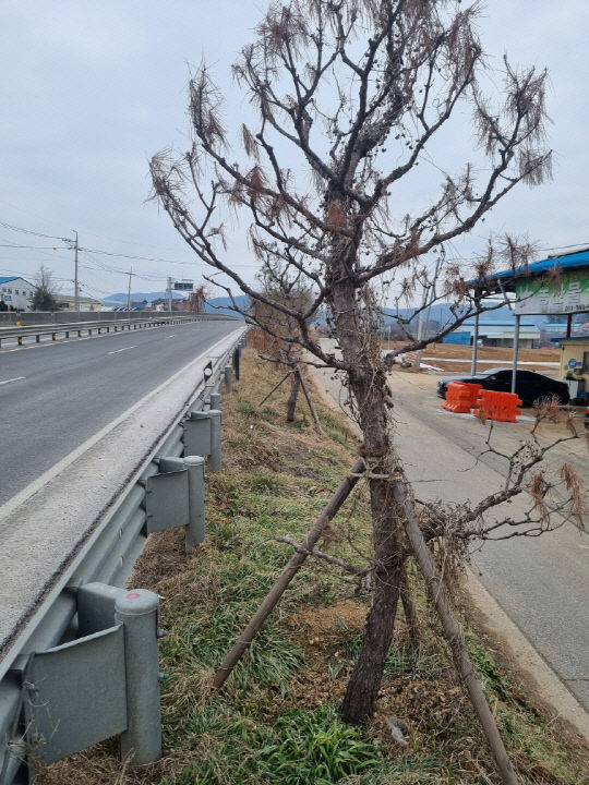 말라죽은 소나무