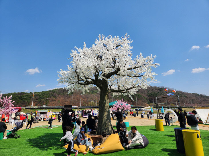 4.7.보은 벚꽃길 축제