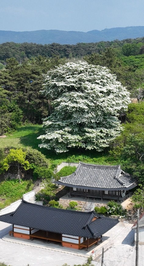 아산면 중월마을 이팝나무(2)