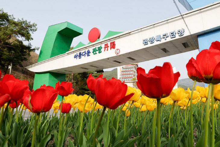 보도 1) 상진리 튤립