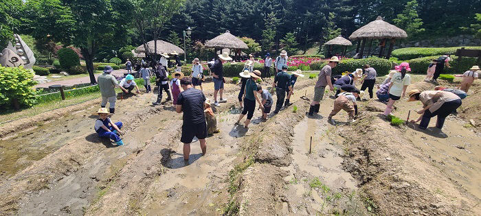 4. 지난해 용인특례시 농촌테마파크에서 모내기 체험 진행 모습