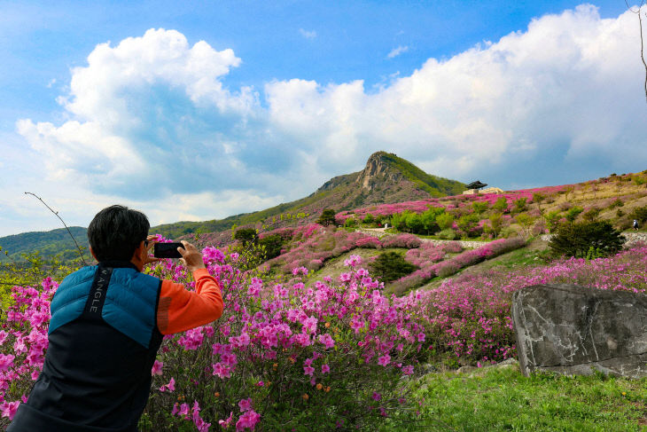 산청 황매산 철쭉 개화 (2)