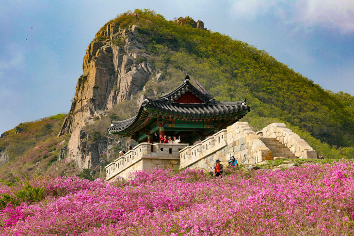 산청 황매산 철쭉 개화 (1)