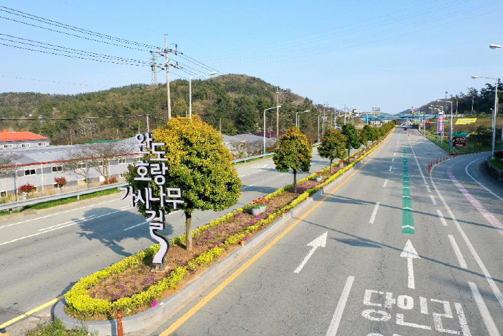 완도호랑가시나무길