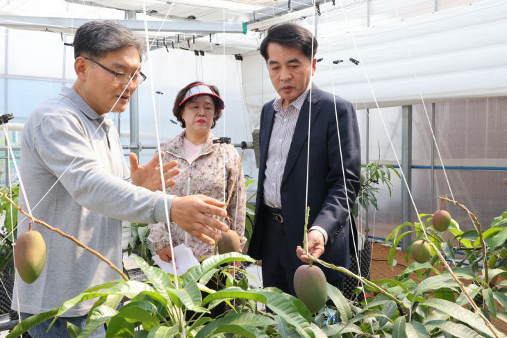 5.13.보은군 제1호 애플망고 농
