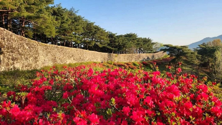 철쭉