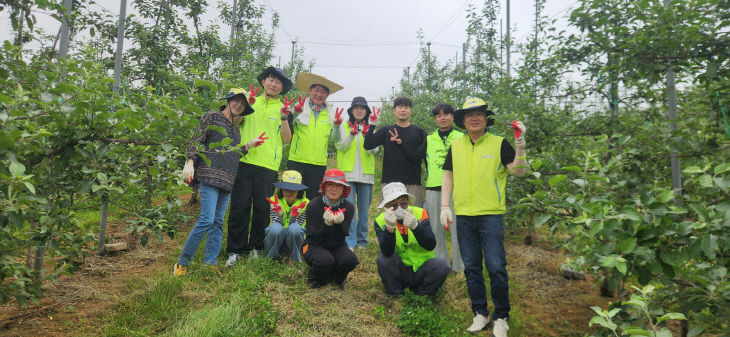4.건축과 직원 사과 적과 작업 모습