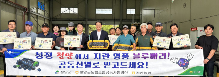 청양 블루베리 공동선별