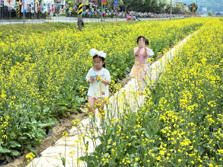제천비행장 유채꽃 활짝, 도심 속 노란 물결1