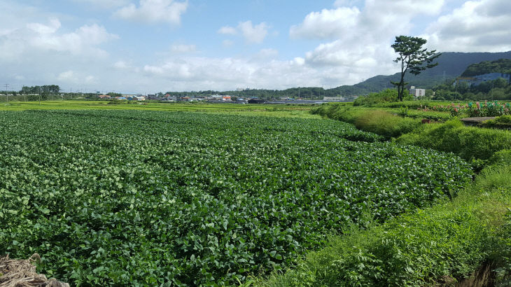 논콩 재배 전경