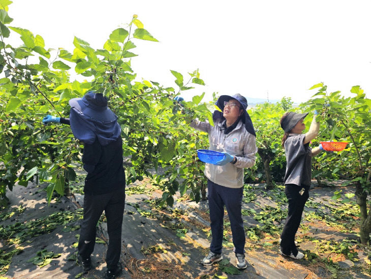 정화영 부안군 부군수, 농촌일손돕기 구슬땀