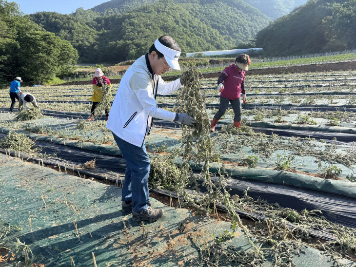 보도 3) 일손 돕기 사진(2)