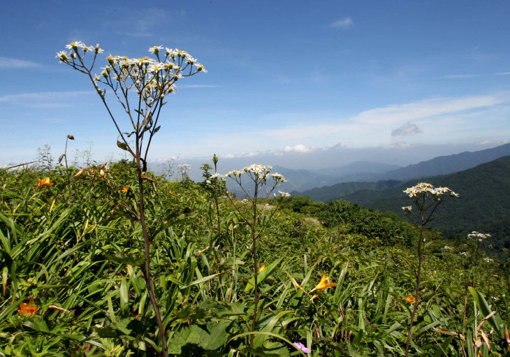 보도 1) 소백산 야생화 취나물