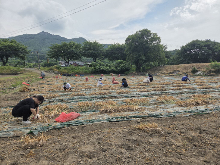 금산군청 산림녹지과 직원 농촌일손돕기